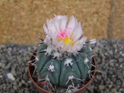 Echinocactus horizonthalonius subikii Ejido Soledad, pot 6,5 cm - 12406606