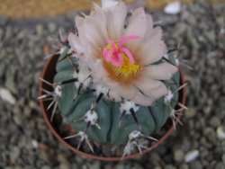 Echinocactus horizonthalonius subikii Ejido Soledad, pot 6,5 cm - 12406608