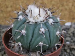 Echinocactus horizonthalonius subikii Ejido Soledad, pot 6,5 cm - 12406610