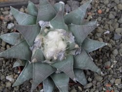 Ariocarpus furfuraceus 9 cm