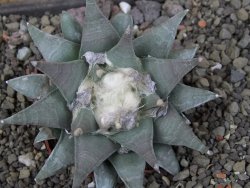 Ariocarpus furfuraceus 9 cm - 12406612