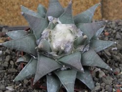 Ariocarpus furfuraceus 9 cm - 12406613