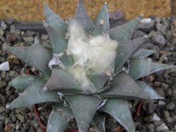 Ariocarpus furfuraceus 9 cm - 12406614
