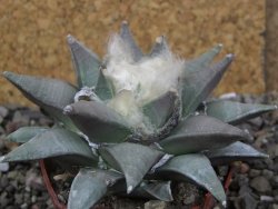 Ariocarpus furfuraceus 9 cm - 12406615