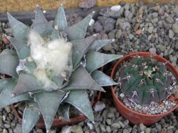 Ariocarpus furfuraceus 9 cm - 12406617