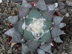 Ariocarpus furfuraceus 10 cm - 12406618