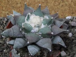 Ariocarpus furfuraceus 10 cm