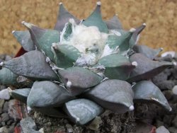 Ariocarpus furfuraceus 10 cm - 12406620