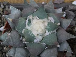 Ariocarpus furfuraceus 10 cm - 12406621