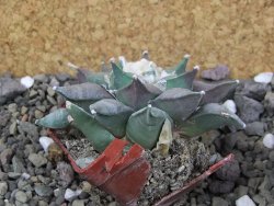 Ariocarpus furfuraceus 10 cm - 12406623