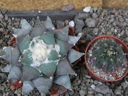 Ariocarpus furfuraceus 10 cm - 12406624