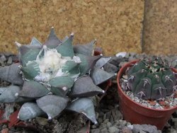 Ariocarpus furfuraceus 10 cm - 12406625