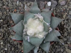 Ariocarpus furfuraceus 8 cm - 12406626
