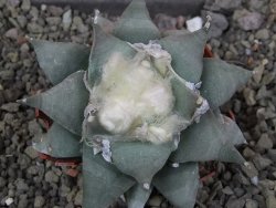 Ariocarpus furfuraceus 8 cm - 12406627