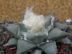 Ariocarpus furfuraceus 8 cm - 12406629