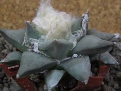 Ariocarpus furfuraceus 8 cm - 12406630