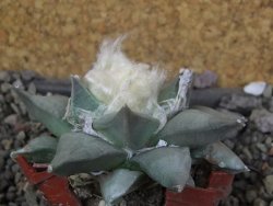 Ariocarpus furfuraceus 8 cm - 12406631