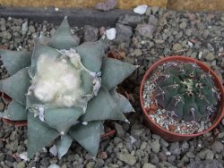 Ariocarpus furfuraceus 8 cm - 12406632