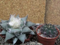 Ariocarpus furfuraceus 8 cm - 12406633