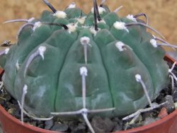 Gymnocalycium vatteri, pot 6,5 cm - 12406635