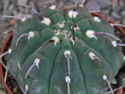 Gymnocalycium vatteri, pot 6,5 cm - 12406636