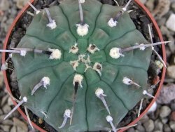 Gymnocalycium vatteri, pot 6,5 cm - 12406637