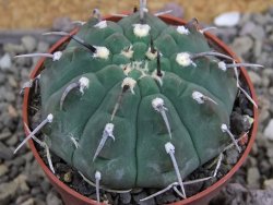 Gymnocalycium vatteri, pot 6,5 cm - 12406638