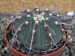 Gymnocalycium vatteri, pot 6,5 cm - 12406639