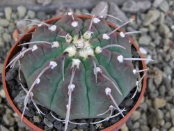 Gymnocalycium vatteri, pot 6,5 cm - 12406641