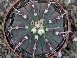 Gymnocalycium vatteri, pot 6,5 cm - 12406642