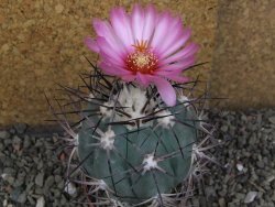 Echinocactus horizonthalonius km 138 El Hundido, pot 7 cm - 12406644