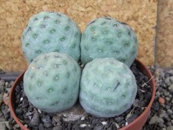 Tephrocactus geometricus pot 9 cm