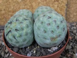 Tephrocactus geometricus pot 9 cm - 12406664