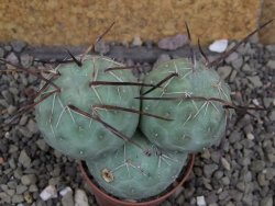Tephrocactus geometricus pot 5,5 cm - 12406667