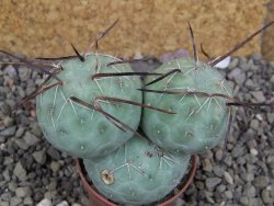 Tephrocactus geometricus pot 5,5 cm - 12406668