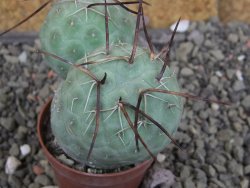Tephrocactus geometricus pot 5,5 cm - 12406669
