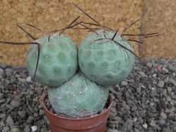 Tephrocactus geometricus pot 5,5 cm - 12406671