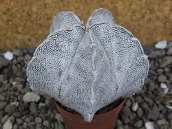 Astrophytum coahuilense snow (Super Coahuilense), pot 5,5 cm