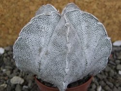 Astrophytum coahuilense snow (Super Coahuilense), pot 5,5 cm - 12406673