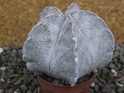 Astrophytum coahuilense snow (Super Coahuilense), pot 5,5 cm - 12406674