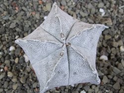Astrophytum coahuilense snow (Super Coahuilense), pot 5,5 cm - 12406675