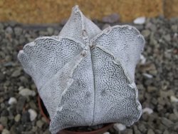 Astrophytum coahuilense snow (Super Coahuilense), pot 5,5 cm - 12406676