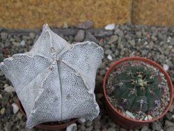 Astrophytum coahuilense snow (Super Coahuilense), pot 5,5 cm - 12406677