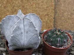Astrophytum coahuilense snow (Super Coahuilense), pot 5,5 cm - 12406678