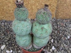 Tephrocactus geometricus Semenáč pot 5,5 cm - 12406679