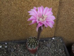 Echinopsis hybrid aff eyresii pot 5,5 cm - 12406691