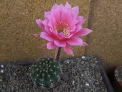 Echinopsis hybrid pot 7 cm - 12406696