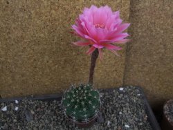 Echinopsis hybrid pot 7 cm - 12406698