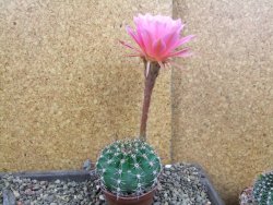 Echinopsis hybrid pot 7 cm - 12406699