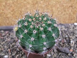Echinopsis hybrid pot 7 cm - 12406700